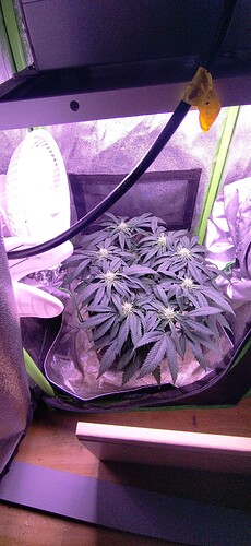 Growreport Bild 5