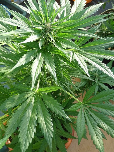 Growreport Bild 7