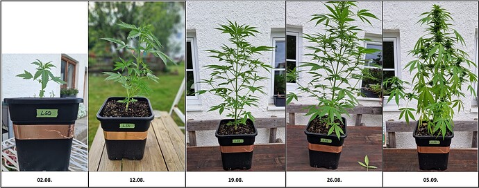 Growreport Bild 5