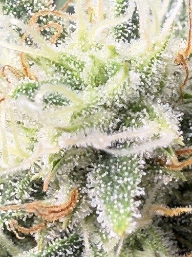 Growreport Bild 3