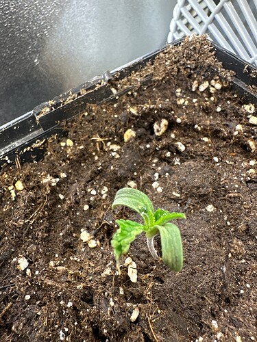 Growreport Bild 16