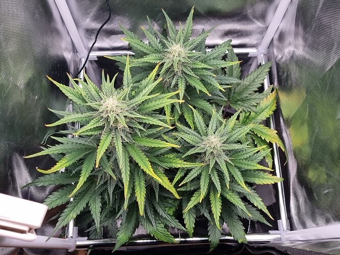 Growreport Bild 5