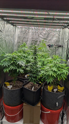 Growreport Bild 1