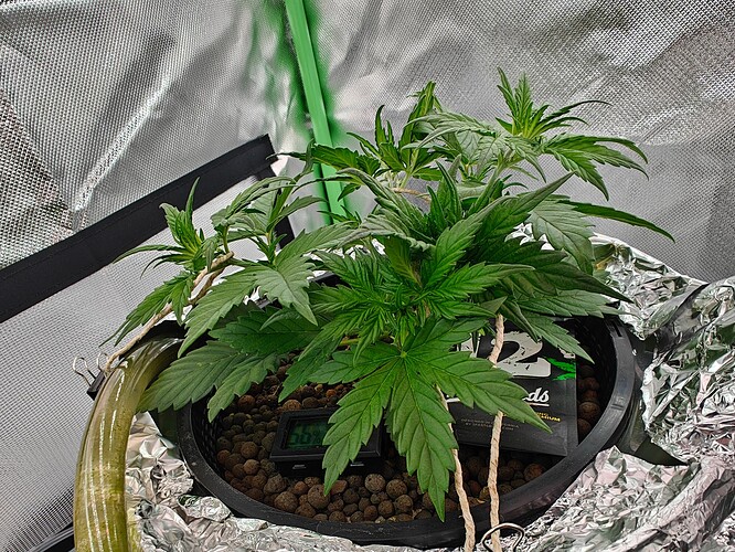 Growreport Bild 16