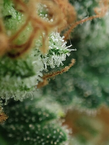 Growreport Bild 86