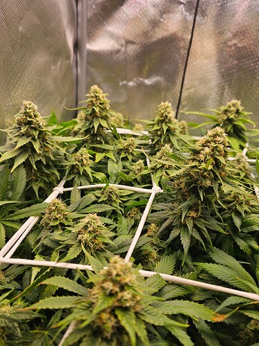 Growreport Bild 3