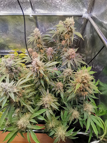 Growreport Bild 6