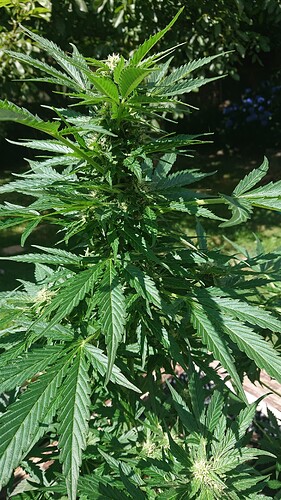 Growreport Bild 30