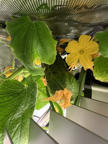 Growreport Bild 2