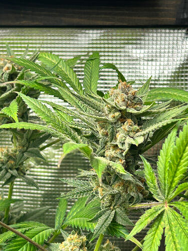 Growreport Bild 19
