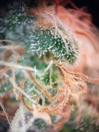 Growreport Bild 44