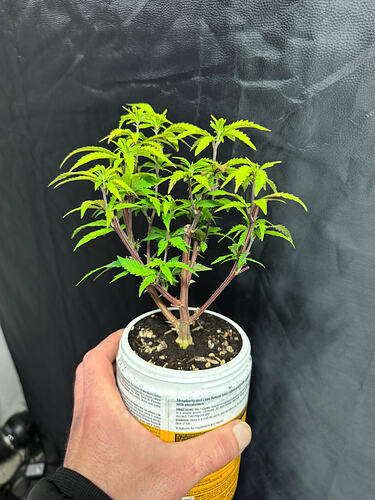 Growreport Bild 27