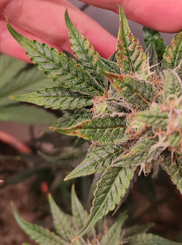 Growreport Bild 36