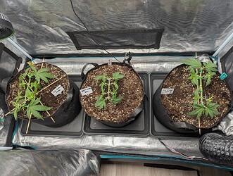 PXL_20250612_065414922