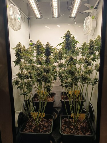 Growreport Bild 40