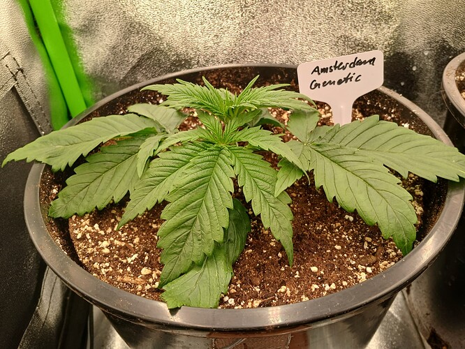 Growreport Bild 3