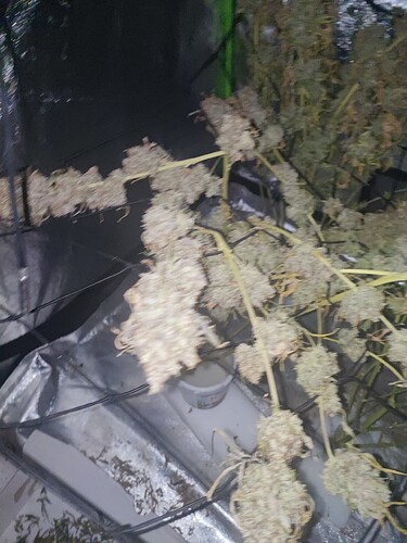 Growreport Bild 1