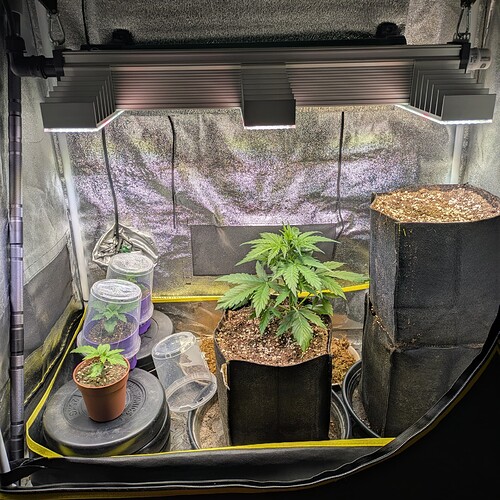 Ein Growzelt mit einer größeren Cannabispflanze in der Mitte, zwei kleineren Sämlingen unter Plastikhauben links und einem leeren Stofftopf rechts unter einer LED-Beleuchtung.