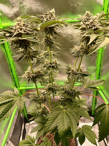 Growreport Bild 2