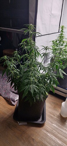 Growreport Bild 5