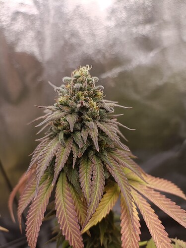 Growreport Bild 17
