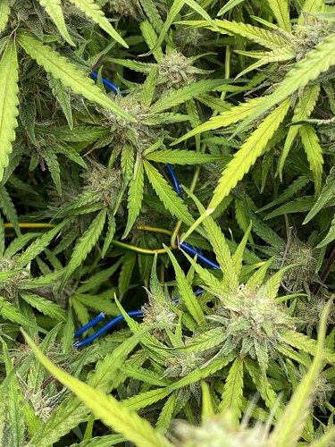 Growreport Bild 12