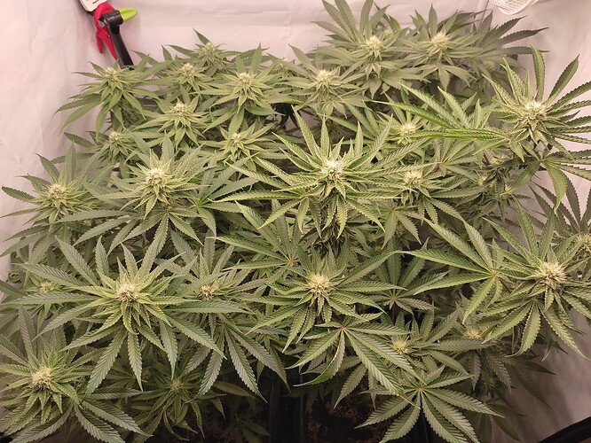 Growreport Bild 20