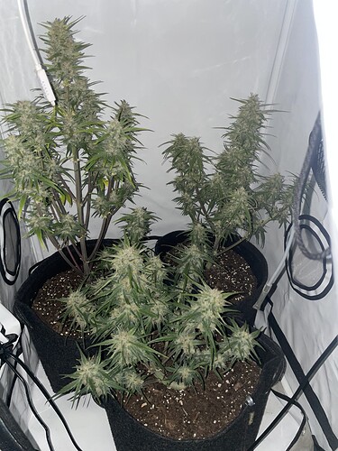 Growreport Bild 4