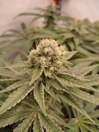 Growreport Bild 8