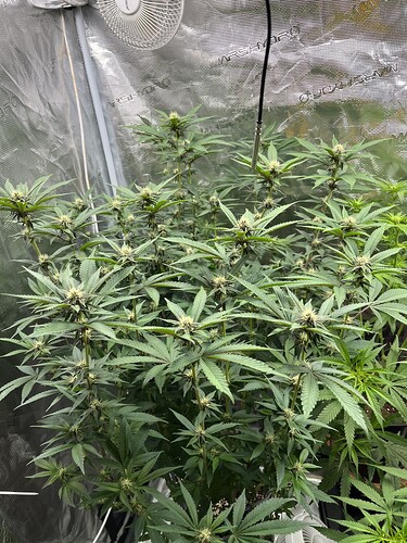 Growreport Bild 13