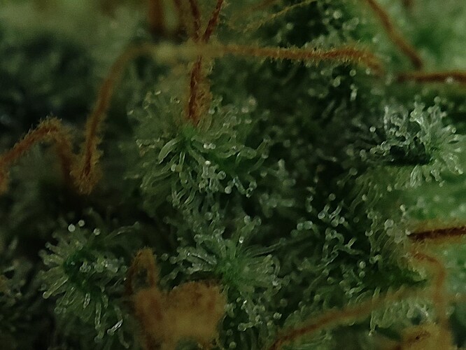 Growreport Bild 82