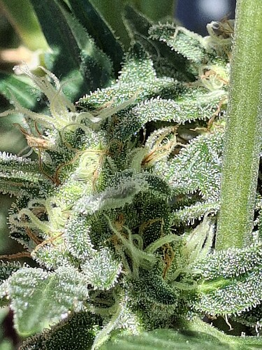 Growreport Bild 129