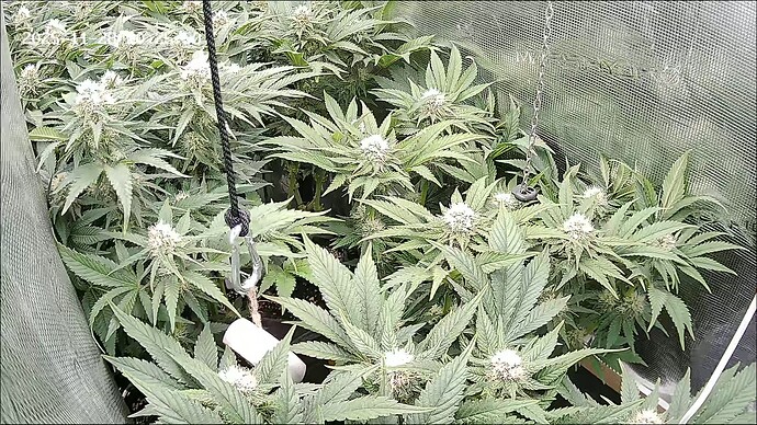 Growreport Bild 14