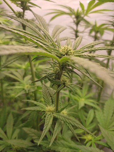 Growreport Bild 6