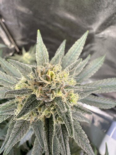 Growreport Bild 8