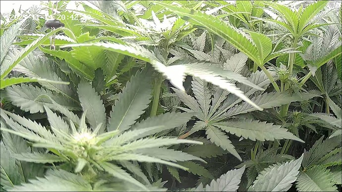 Growreport Bild 26