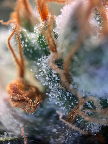 Growreport Bild 4