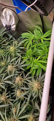 Growreport Bild 29