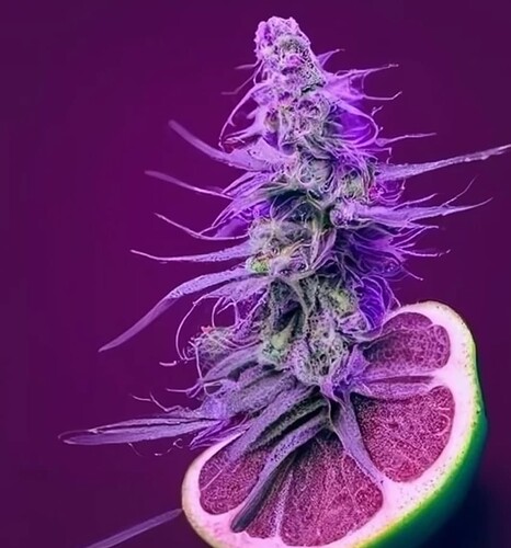 Bildschirmfoto 2024-09-05 um 19.07.10