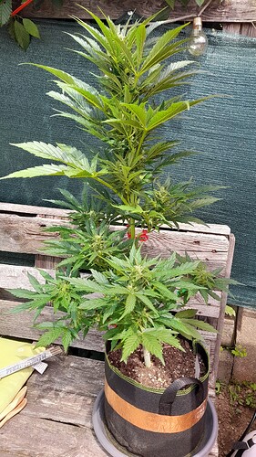 Growreport Bild 4