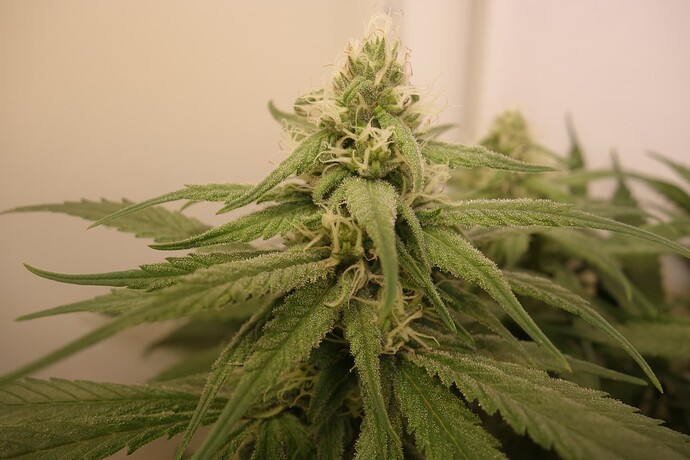 Growreport Bild 3