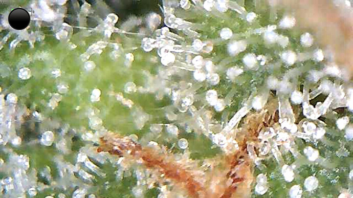 Growreport Bild 2