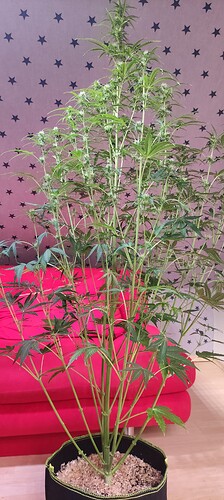 Growreport Bild 33