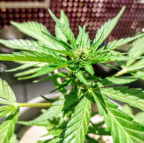 Growreport Bild 5