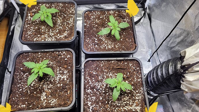 Growreport Bild 8
