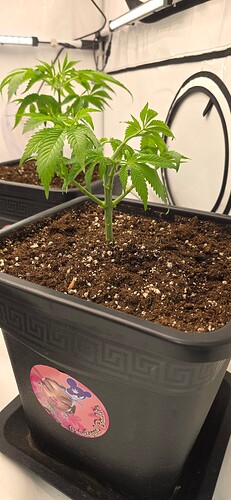 Growreport Bild 24