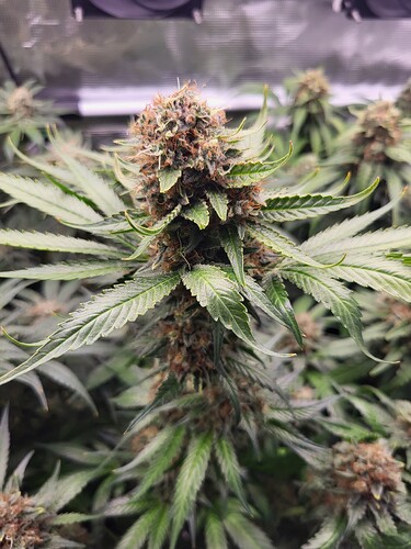 Growreport Bild 6