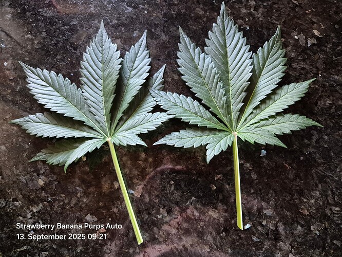 Growreport Bild 7
