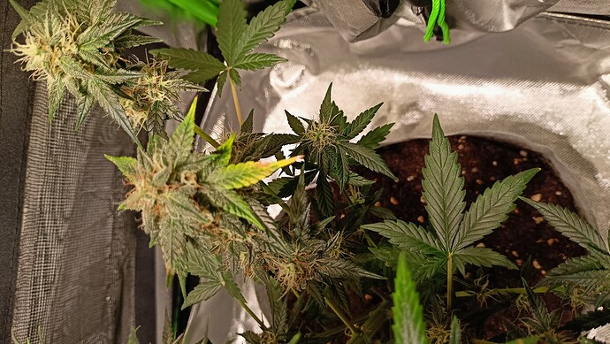 Growreport Bild 2