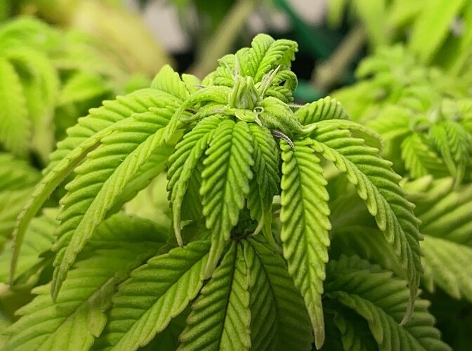 Growreport Bild 10
